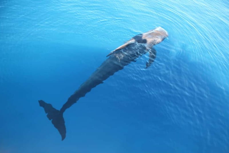 Tenerife: Accessible Whale Watching & Ocean Experience - The onboard vibe, pasta, and why small groups matter