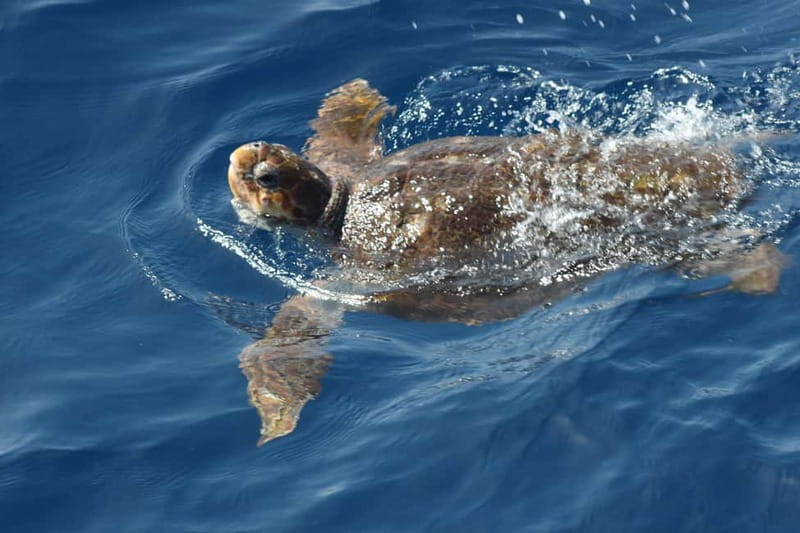 Tenerife: Accessible Whale Watching & Ocean Experience - Who this tour suits best (and who might want to compare)