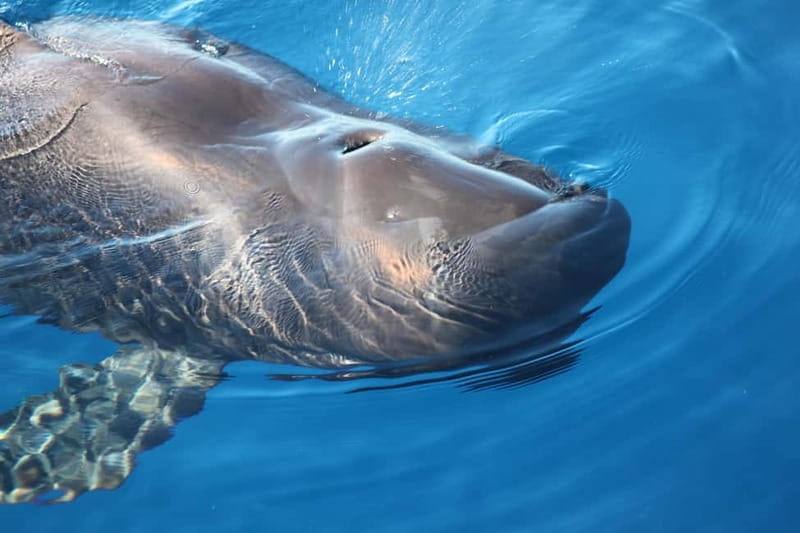 Tenerife: Accessible Whale Watching & Ocean Experience - Los Cristianos Harbour to open Atlantic, what the 3 hours feels like