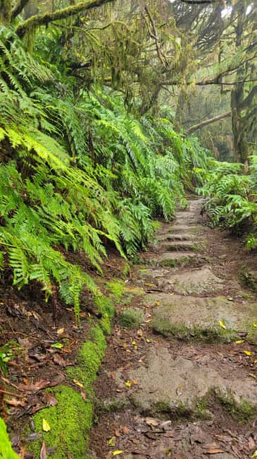 Tenerife Anaga Mountains: Circular Hike in the Laurel Forest - Small Group 10-12 P - Entering The Anaga Laurisilva, where moss and mist do the storytelling