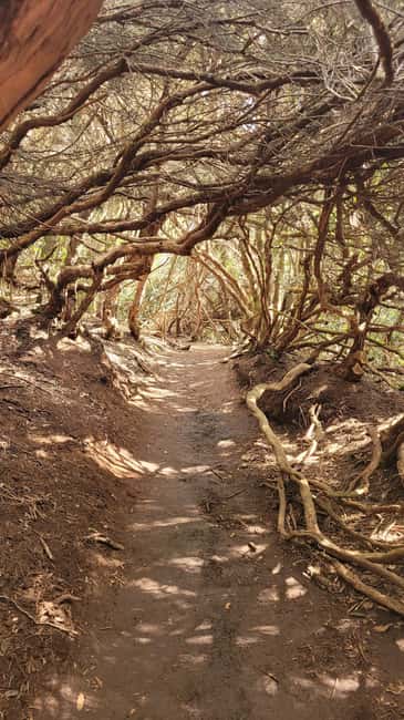 Tenerife Anaga Mountains: Circular Hike in the Laurel Forest - Small Group 10-12 P - The forest path itself, slippery footing and fairy-tale details