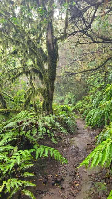 Tenerife Anaga Mountains: Circular Hike in the Laurel Forest - Small Group 10-12 P - Views over deep valleys and steep gorges, what you should actually expect