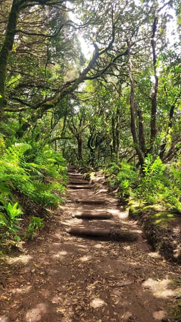 Tenerife Anaga Mountains: Circular Hike in the Laurel Forest - Small Group 10-12 P - Who this circular hike suits best, and who should skip it