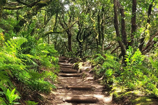 Tenerife Anaga Mountains Round trip in the Laurel Forest - Key Things to Know Before You Go