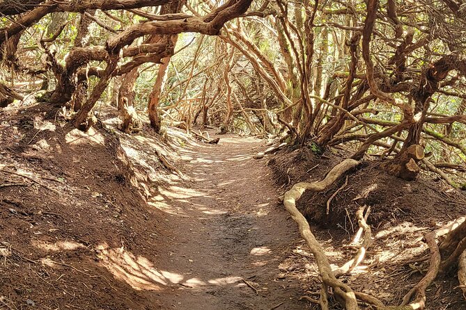 Tenerife Anaga Mountains Round trip in the Laurel Forest - Laurel Forest Magic in the Anaga Mountains (and Why It Feels Worth 3 Hours)