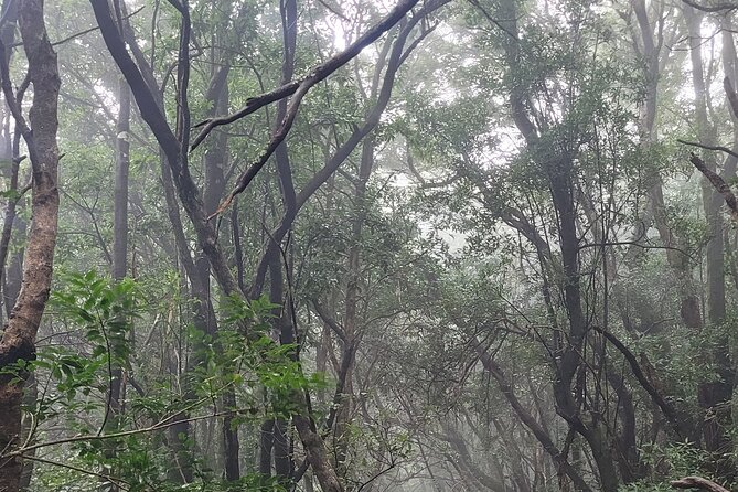 Tenerife Anaga Mountains Round trip in the Laurel Forest - Spotting Rare Plants and Learning Without Boredom