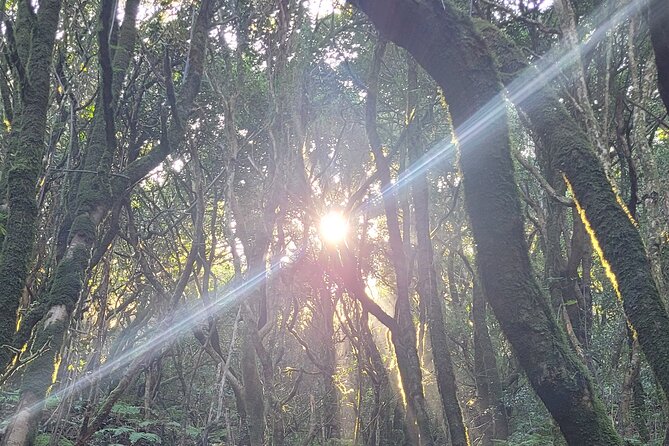 Tenerife Anaga Mountains Round trip in the Laurel Forest - A Turn Toward the Coast: Views That Make the Effort Feel Real