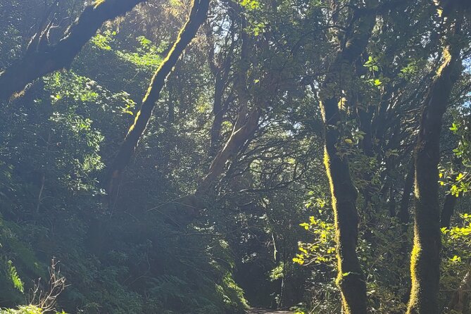 Tenerife Anaga Mountains Round trip in the Laurel Forest - Small Group Comfort: Better Conversations on Narrow Paths