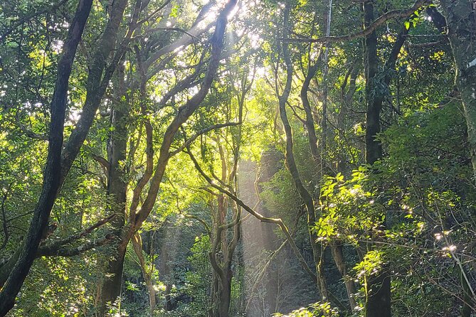 Tenerife Anaga Mountains Round trip in the Laurel Forest - Timing, Weather, and How the Forest Can Change the Plan