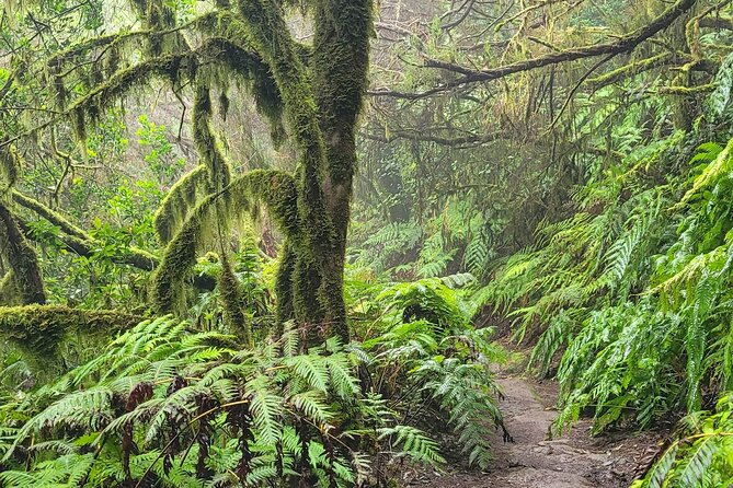 Tenerife Anaga Mountains Round trip in the Laurel Forest - The Pace and Terrain: What Moderate Fitness Really Means Here