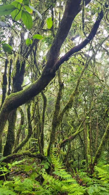 Tenerife Anaga Mountains: Taganana Valley Hike - Small Group (Max 10) - From Casa Forestal into the laurel forest