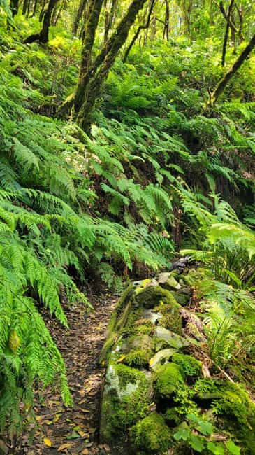 Tenerife Anaga Mountains: Taganana Valley Hike - Small Group (Max 10) - Small-group pacing that keeps you from rushing the forest