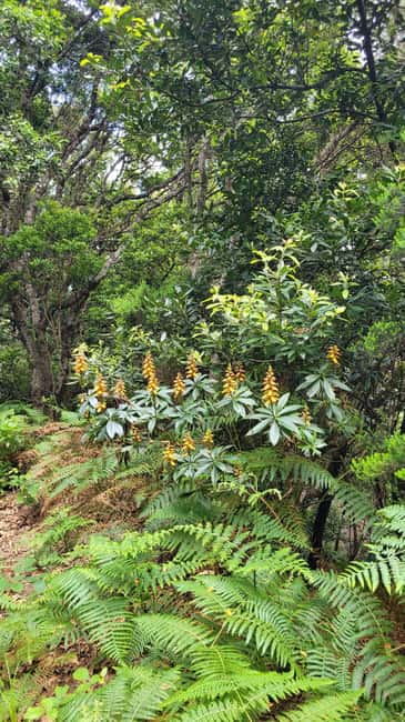 Tenerife Anaga Mountains: Taganana Valley Hike - Small Group (Max 10) - Gear and weather tactics that make or break Anaga