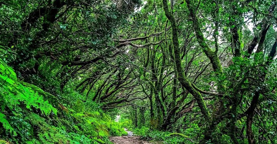Tenerife: Anaga Rural Park Private Tour - San Cristóbal de La Laguna: UNESCO old town with a clear walking plan