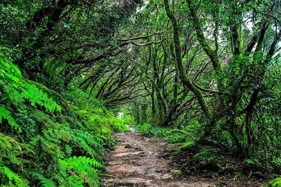 Tenerife: Anaga Rural Park Private Tour - Electric luxury transport: why it’s more than a marketing line