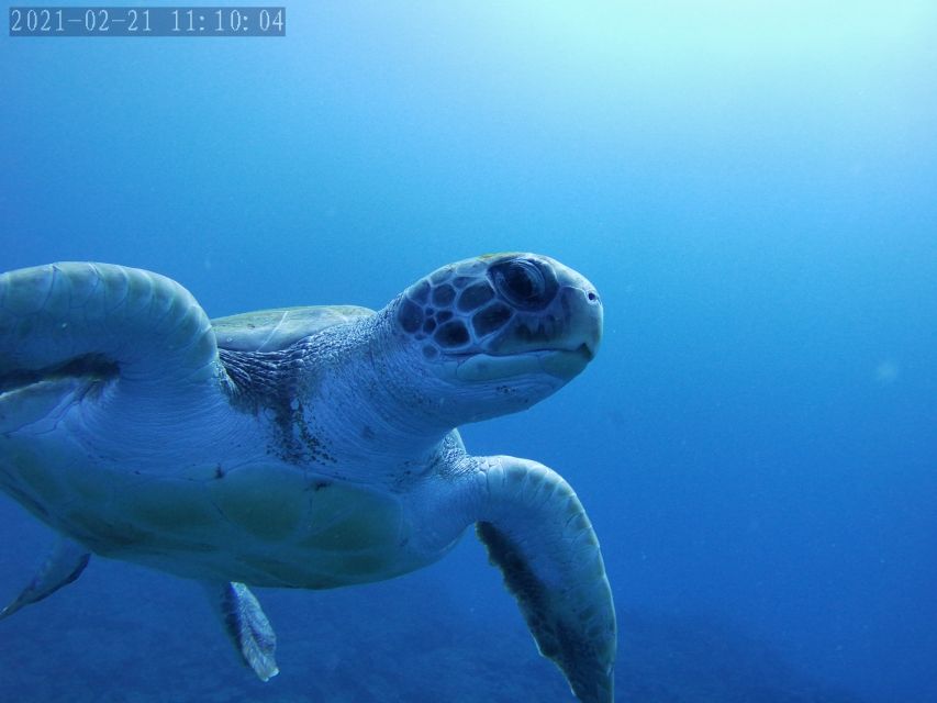 Tenerife: Beginner's Dive at a Spot with Turtle Sightings - Who This Scuba Experience Is Best For