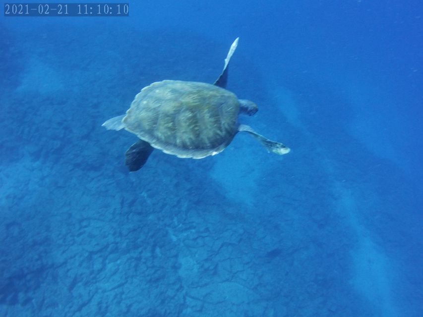 Tenerife: Beginner's Dive at a Spot with Turtle Sightings - Price and Value: Is $82 Worth It?