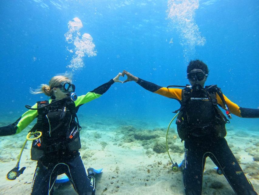 Tenerife: Beginner's Dive at a Spot with Turtle Sightings - Wildlife, Turtle Chances, and the Reality Check