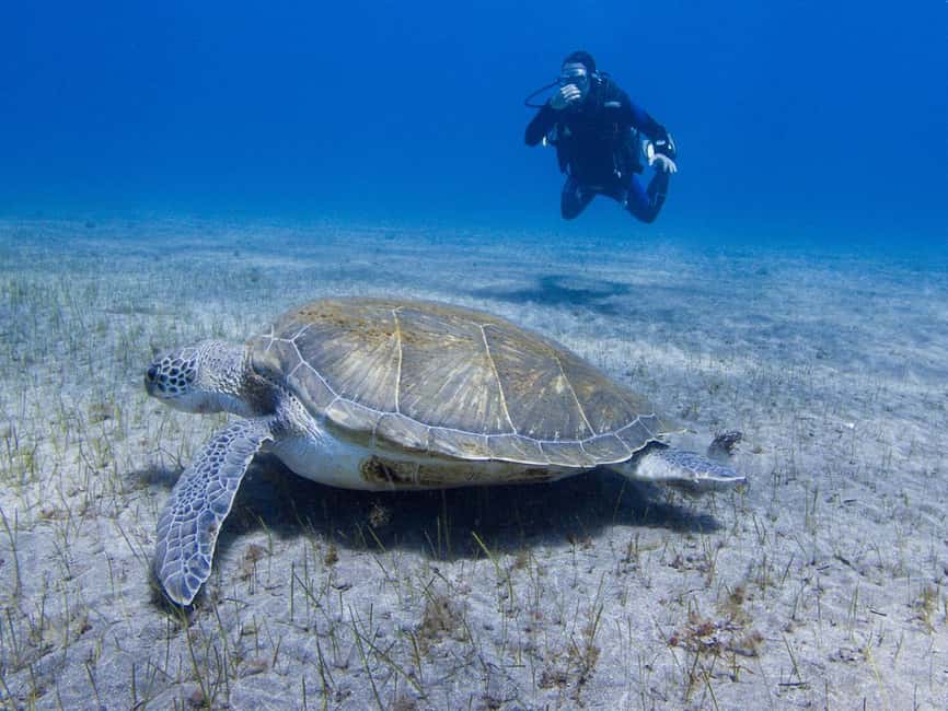 Tenerife: Beginner Scuba Dive Experience - The Meet-Up at C. las Lagunetas, 2, and What the 30-Minute Safety Briefing Does