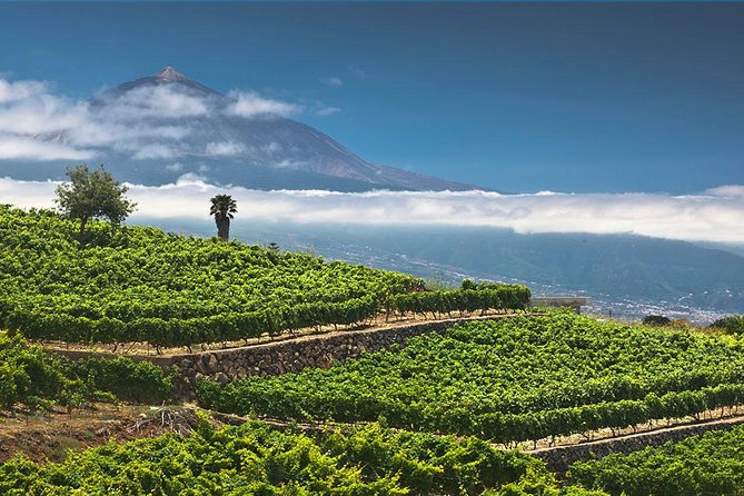 Tenerife Bodegas Monje Winery Tour with Wine and Cheese Tasting - Price and value at about $42.24 per person