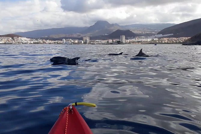 Tenerife by Kayak Adventure in small group - Price and what you get for $96.79 in about 2.5 hours