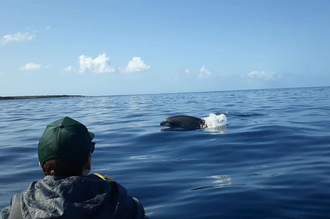 Tenerife by Kayak Adventure in small group - What if you see turtles but no dolphins, or no animals at all