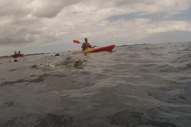 Tenerife by Kayak Adventure in small group - Fitness and swim requirements, the real gatekeepers for this tour