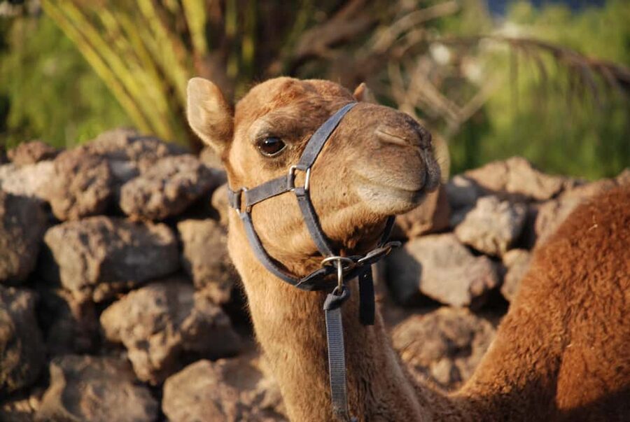 Tenerife: Camel Experience - Camel Park Tenerife: why a farm camel ride beats a tourist trap