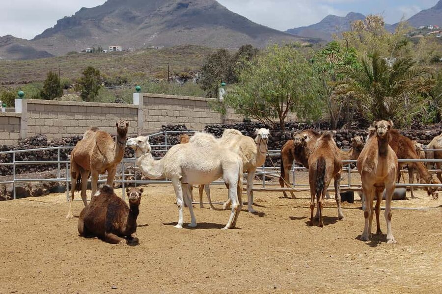 Tenerife: Camel Experience - Choosing the right ticket when the camel ride is not always included