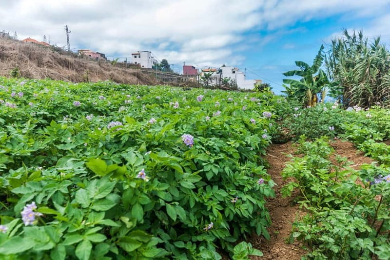 Tenerife: Canary History and Color Potatoes - Key highlights worth your time