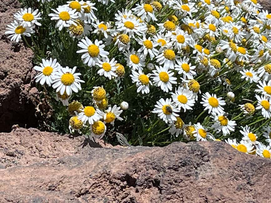 Tenerife: Climb to the summit of Mount Teide with an official permit and guide - Summit time: views, photos, and the return walk that keeps things comfortable