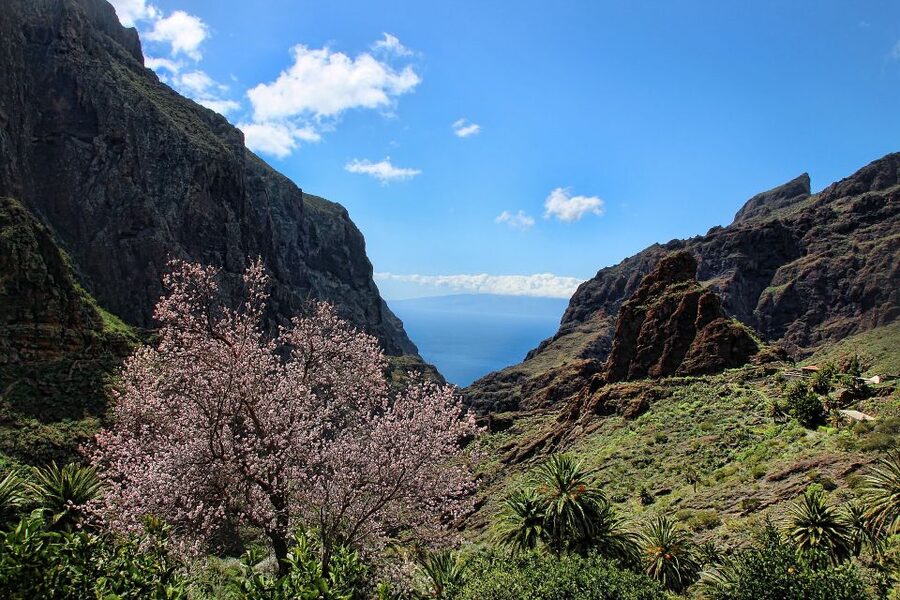 Tenerife: Complete Island Tour with Masca - Teno Rural Park Roads to Masca’s Cliff-Faced Hamlet