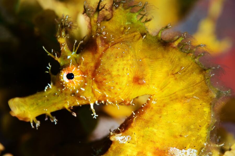 Tenerife: Discover Scuba Diving with Free Photos - Who this is for on Tenerife, and who should skip it