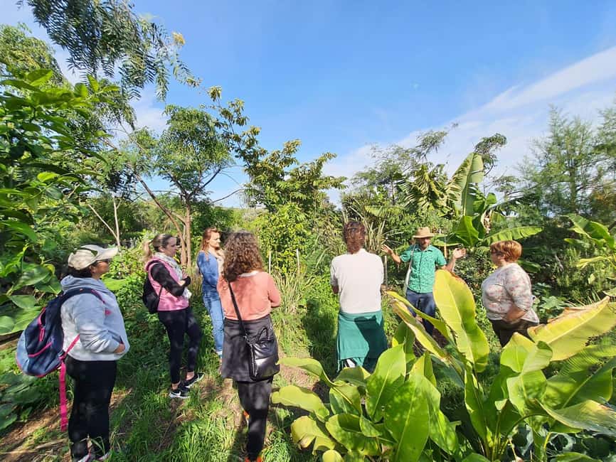 Tenerife: Discover the only vanilla cultivation in Canaries - Permaculture on Tenerife: transforming dry ground into an edible forest