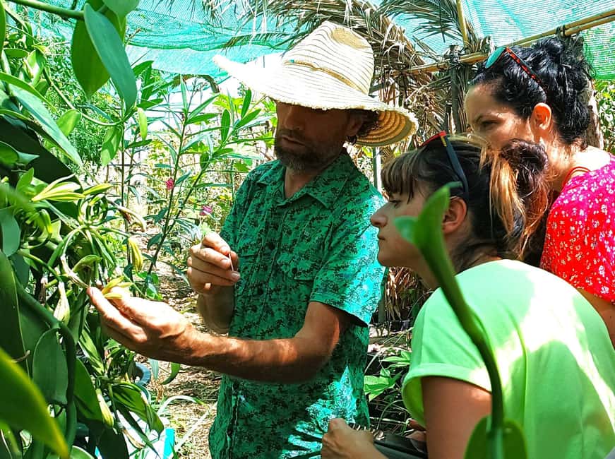 Tenerife: Discover the only vanilla cultivation in Canaries - Vanilla in bloom: what you might see from April to July