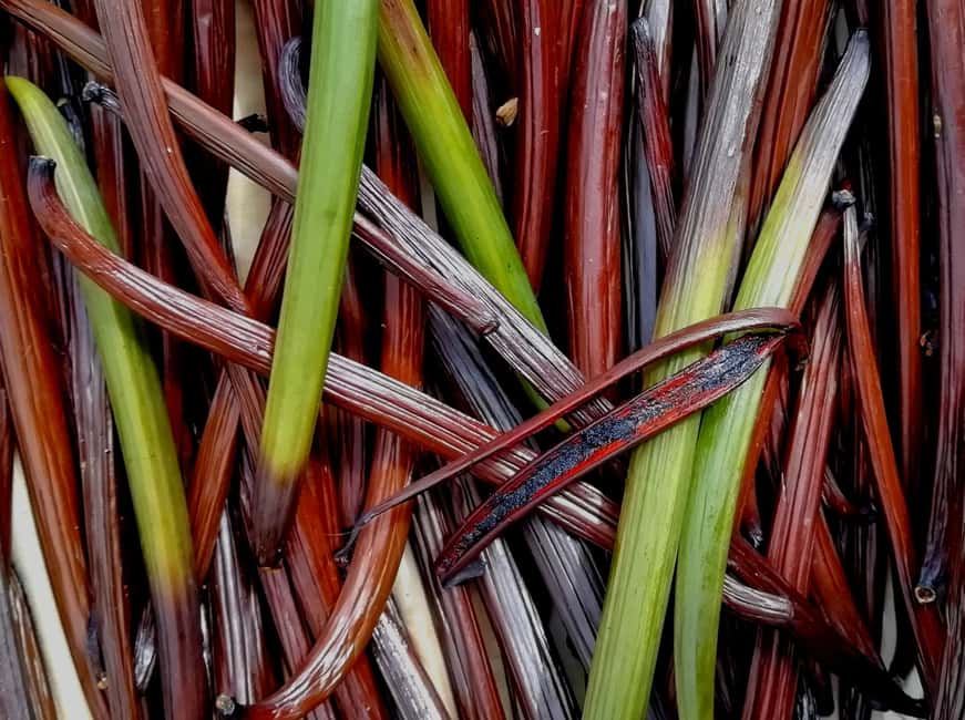 Tenerife: Discover the only vanilla cultivation in Canaries - Who should book this vanilla food-forest tour