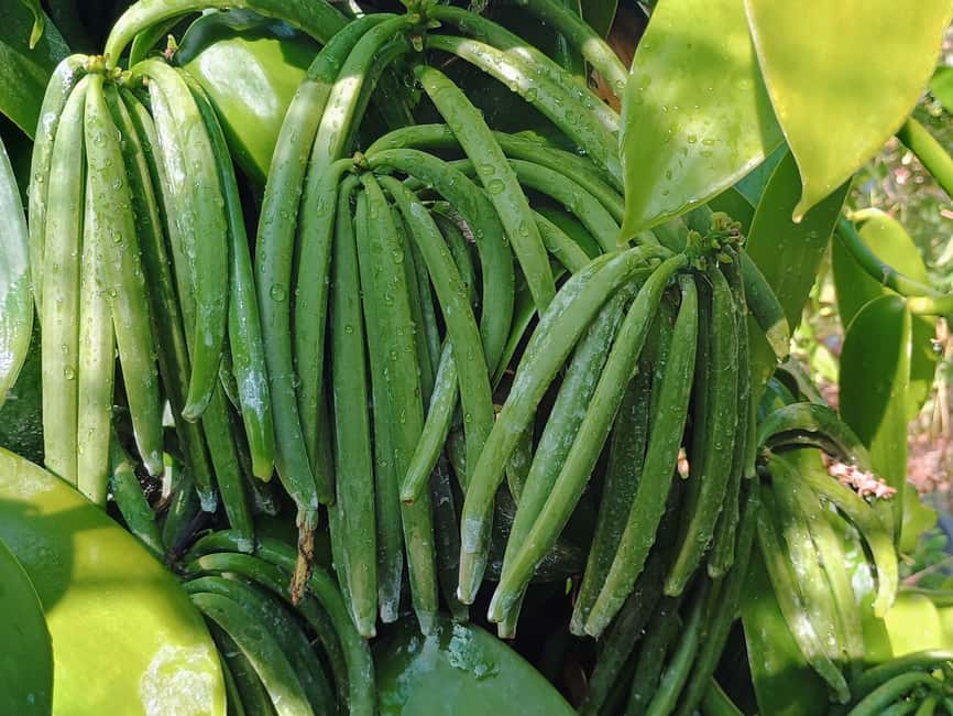 Tenerife: Discover the only vanilla cultivation in Canaries - One hour with Pascal: what the visit actually looks like