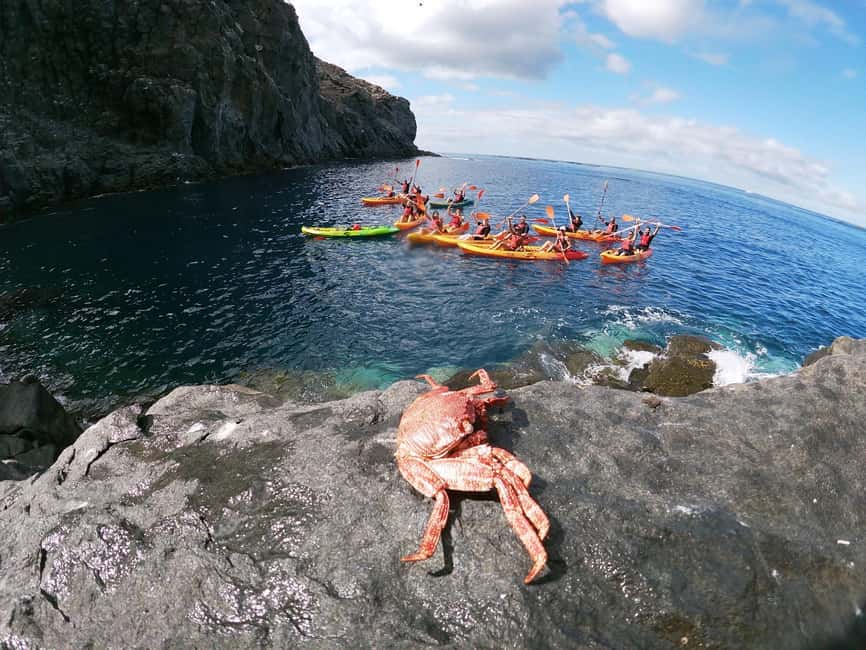 Tenerife: Eco Kayak & Snorkeling - When land breaks turn this into a full little adventure