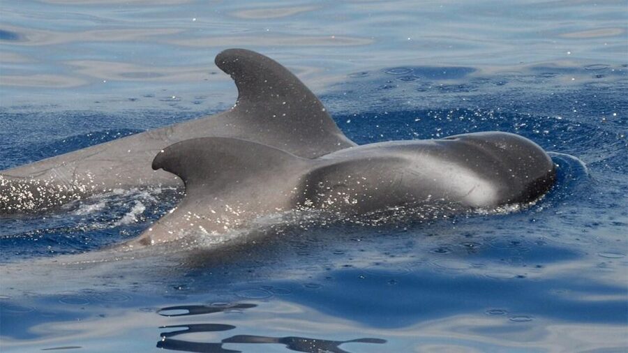 Tenerife: Eco-Yacht Whale and Dolphin Watching and Swimming - Key points to know before you go