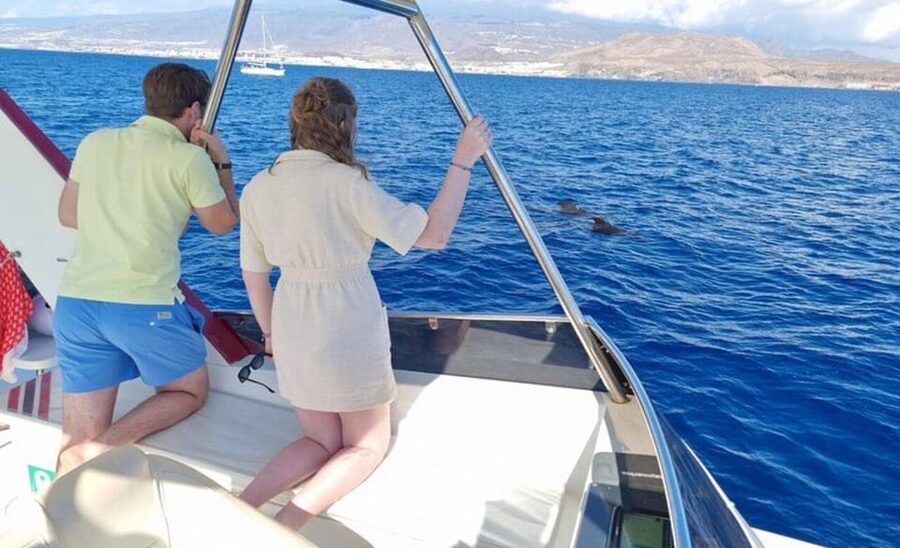 Tenerife: Eco-Yacht Whale and Dolphin Watching and Swimming - Whale and dolphin chances, plus how to maximize your odds