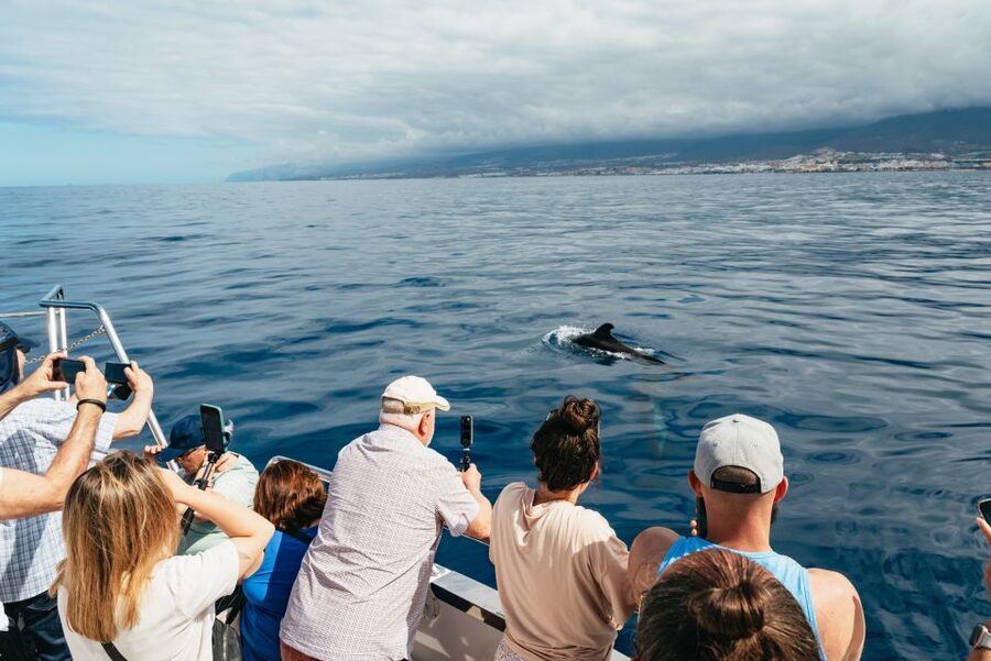 Tenerife: Eco-Yacht Whale and Dolphin Watching and Swimming - The swim and snorkel stop: your payoff time in the water