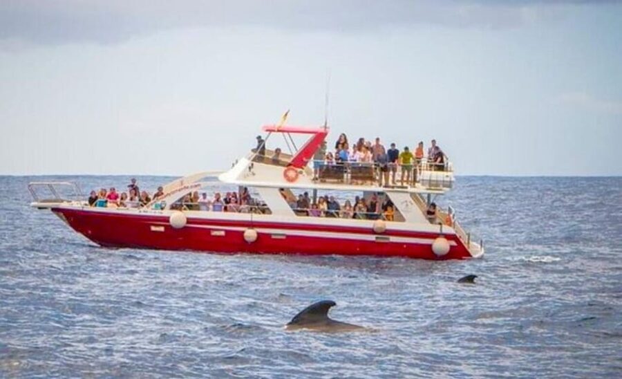 Tenerife: Eco-Yacht Whale and Dolphin Watching and Swimming - What you get on board: bar, restrooms, and the small comforts that count