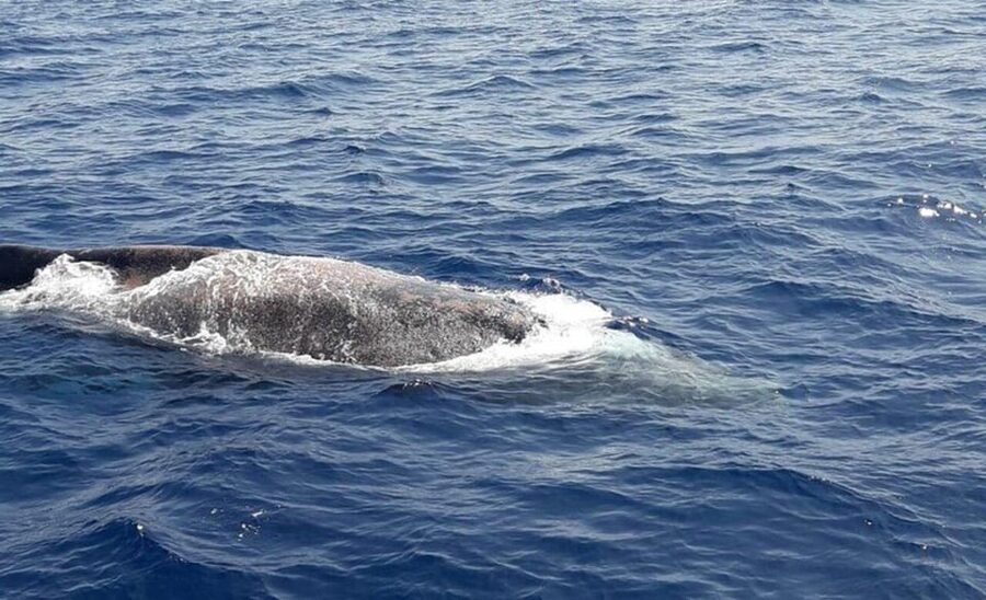 Tenerife: Eco-Yacht Whale and Dolphin Watching and Swimming - Price and value: why about $13 feels fair here