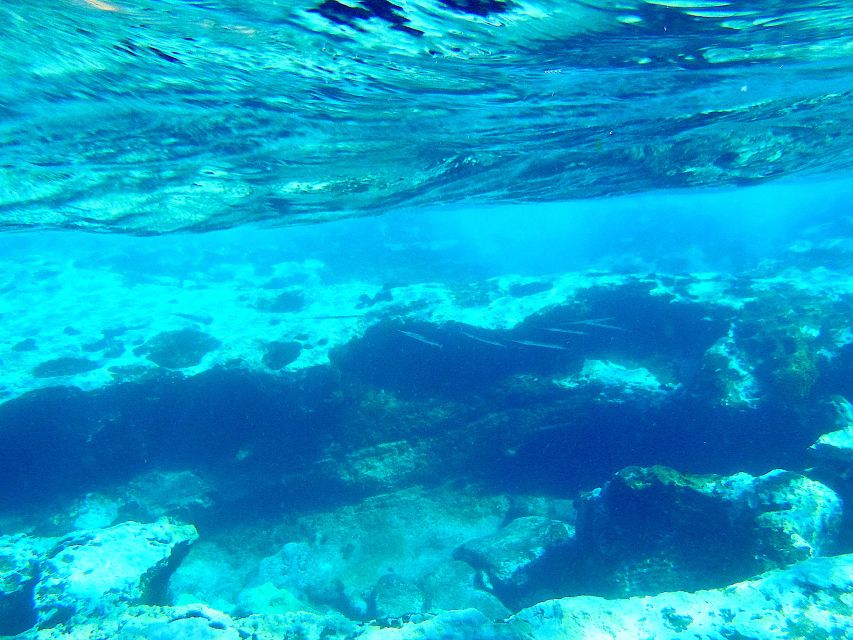 Tenerife Exclusive Snorkeling Trip with Marine Biologist - Key points before you book