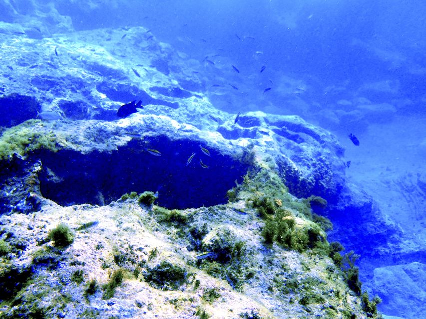 Tenerife Exclusive Snorkeling Trip with Marine Biologist - How the guide chooses the snorkeling site each day