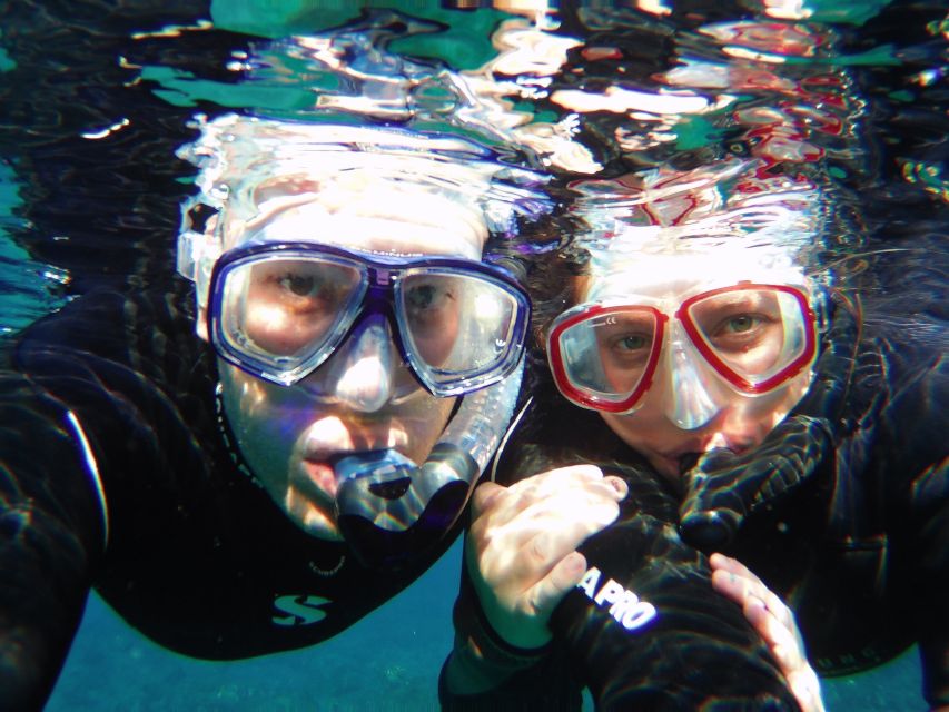 Tenerife Exclusive Snorkeling Trip with Marine Biologist - What you’ll see underwater, and how the biology guide changes everything