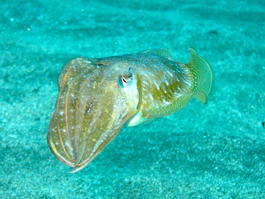 Tenerife Exclusive Snorkeling Trip with Marine Biologist - Between swims: snacks, comfort, and real Q and A