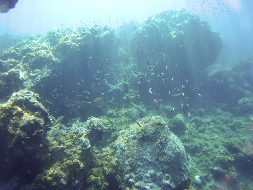 Tenerife Exclusive Snorkeling Trip with Marine Biologist - Meeting in Golf del Sur, then getting your kit sorted