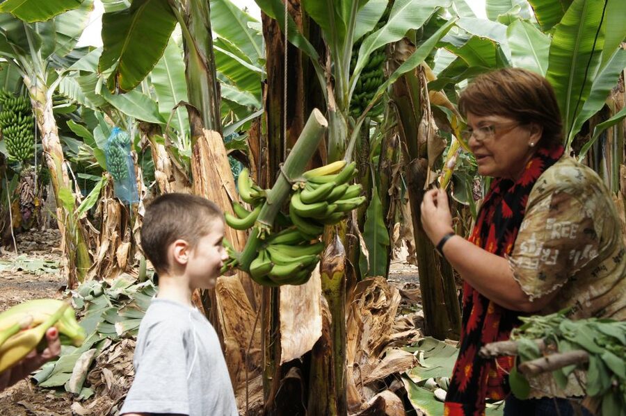 Tenerife: Finca Las Margaritas Banana Plantation Experience - Quick Key Points Before You Go
