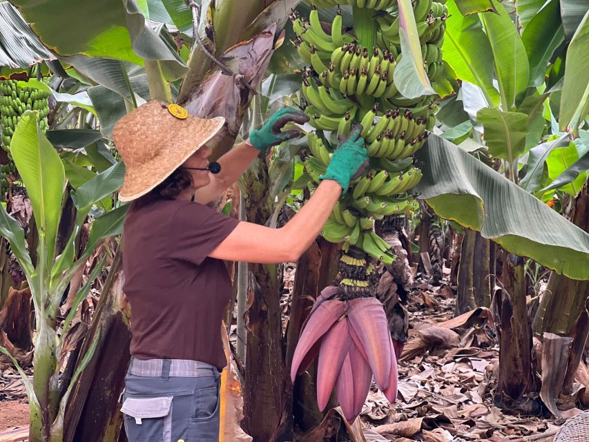 Tenerife: Finca Las Margaritas Banana Plantation Experience - Las Margaritas Banana Experience, in Plain Terms